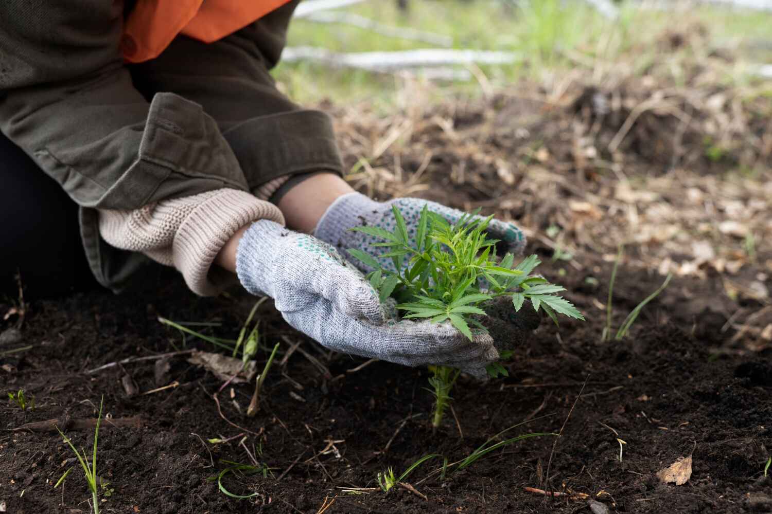 Best Arborist Services Near Me  in Red Lake, MN